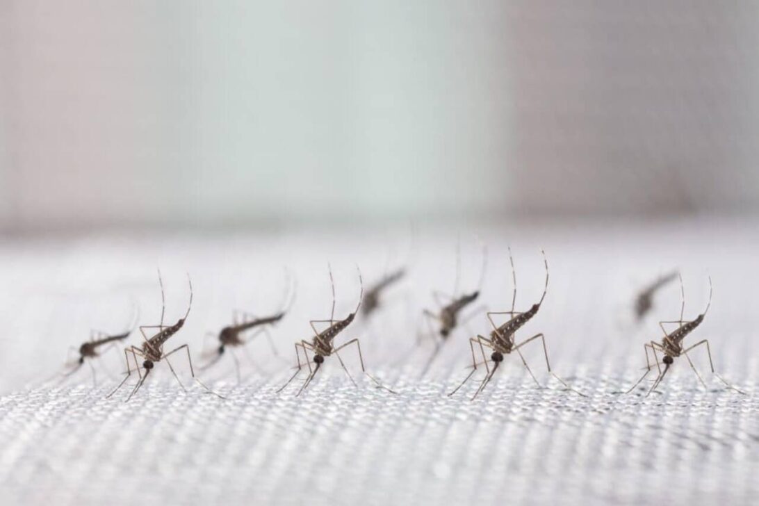 mosquitos