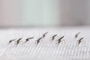 모기 DNA 연구를 통해 인류의 이동 패턴과 인간 혈액에 대한 적응이 밝혀졌습니다.