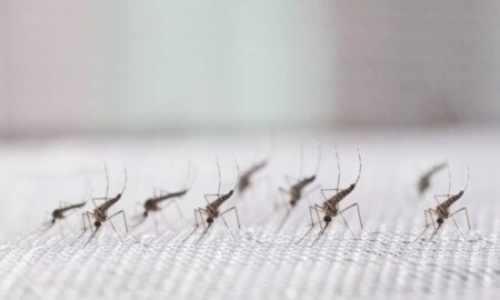 mosquitos