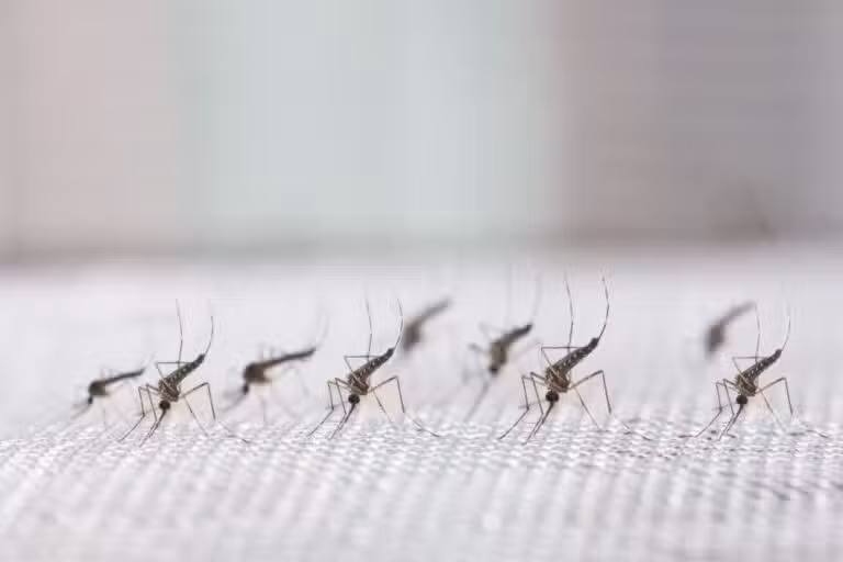 mosquitos