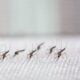 mosquitos