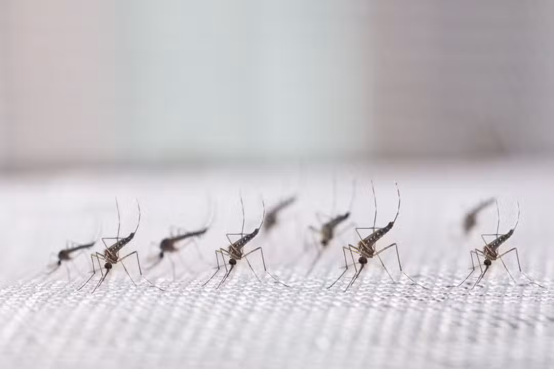 mosquitos