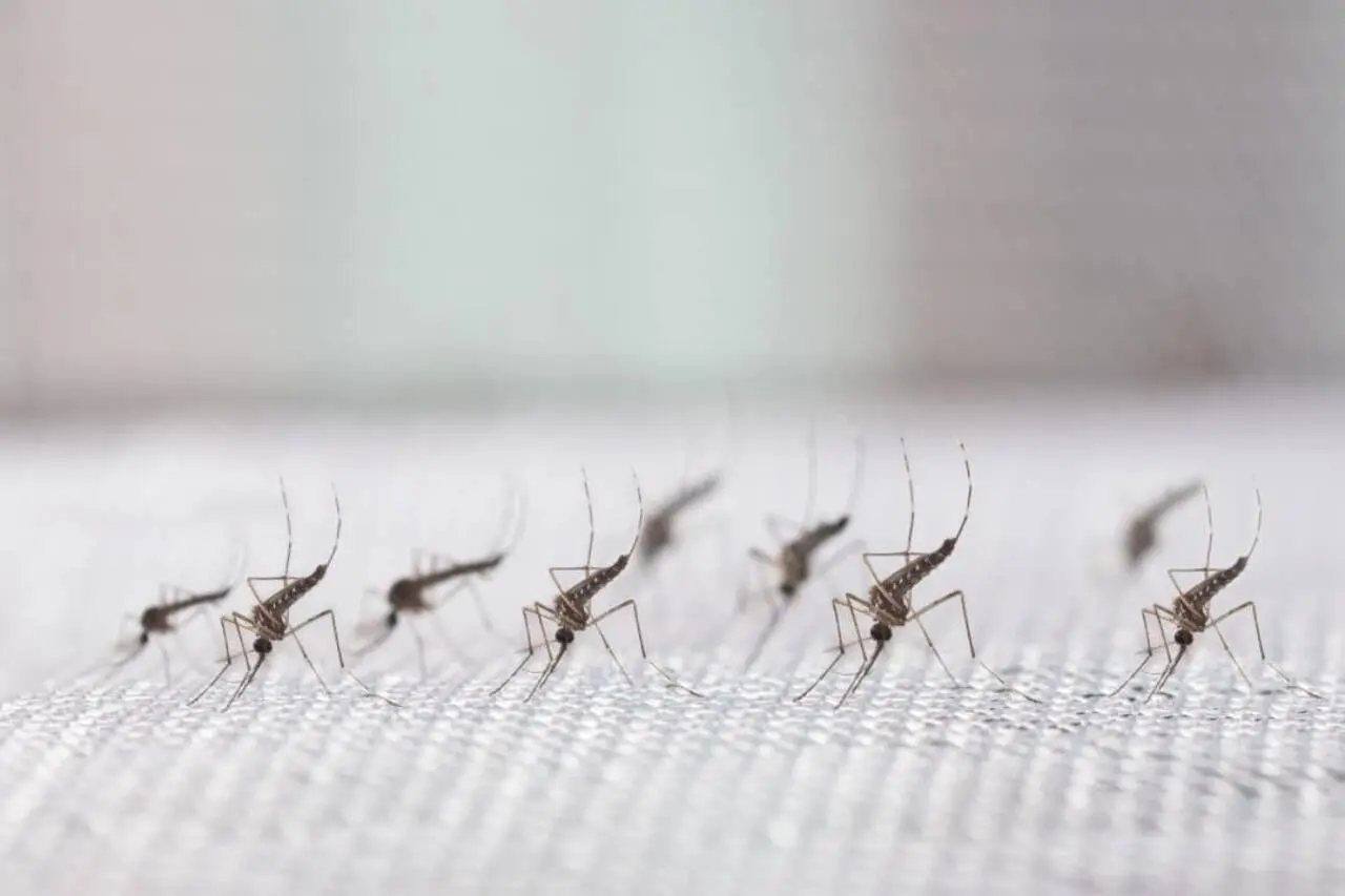 mosquitos