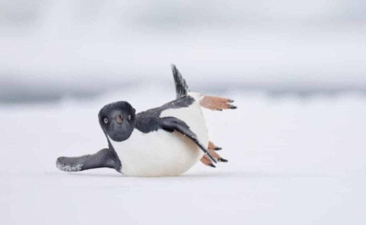 pinguim-de-adélia deslizando sobre o gelo da Antártida