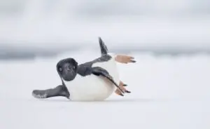 Competição fotográfica de aves 2024 revela cenas únicas e alerta para conservação global