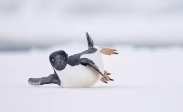 pinguim-de-adélia deslizando sobre o gelo da Antártida