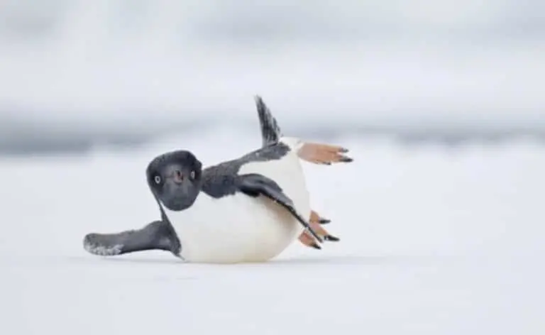 pinguim-de-adélia deslizando sobre o gelo da Antártida