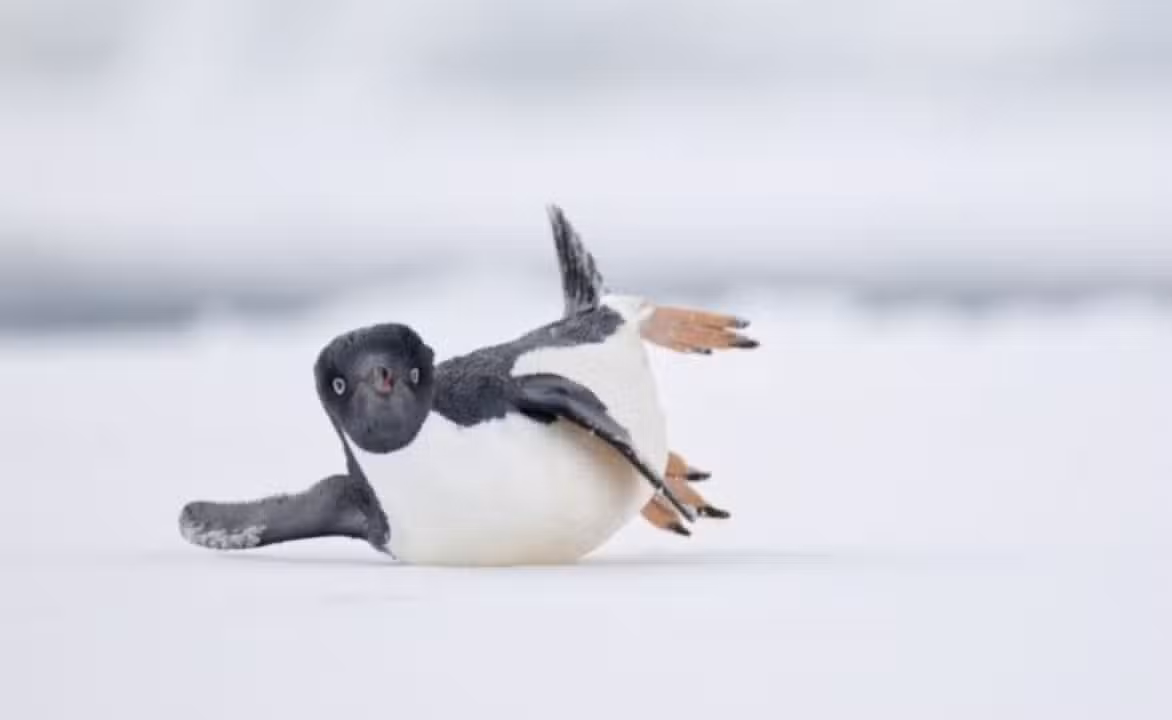 pinguim-de-adélia deslizando sobre o gelo da Antártida