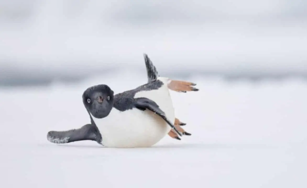 pinguim-de-adélia deslizando sobre o gelo da Antártida