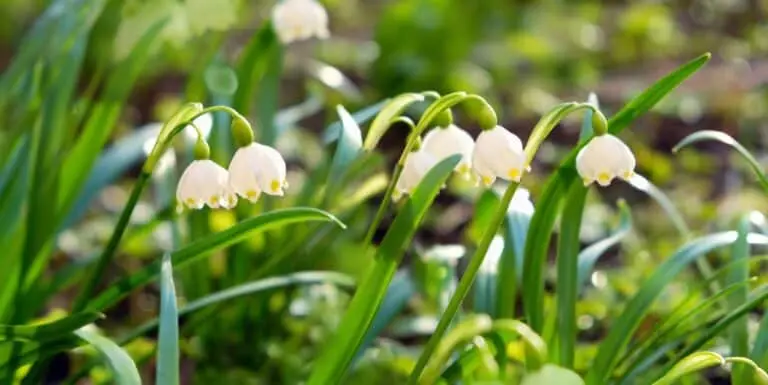 primavera