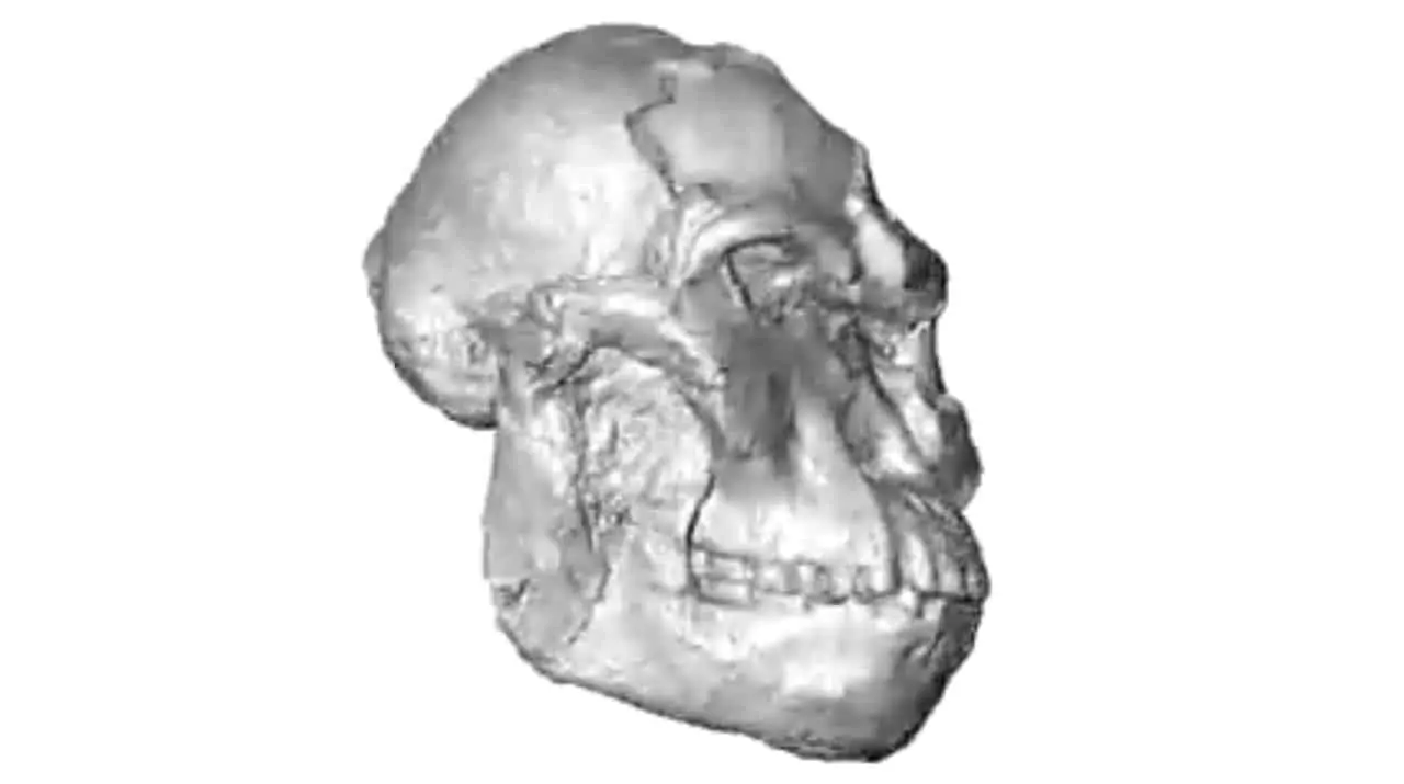 rosto digital de Little Foot ancestral humano