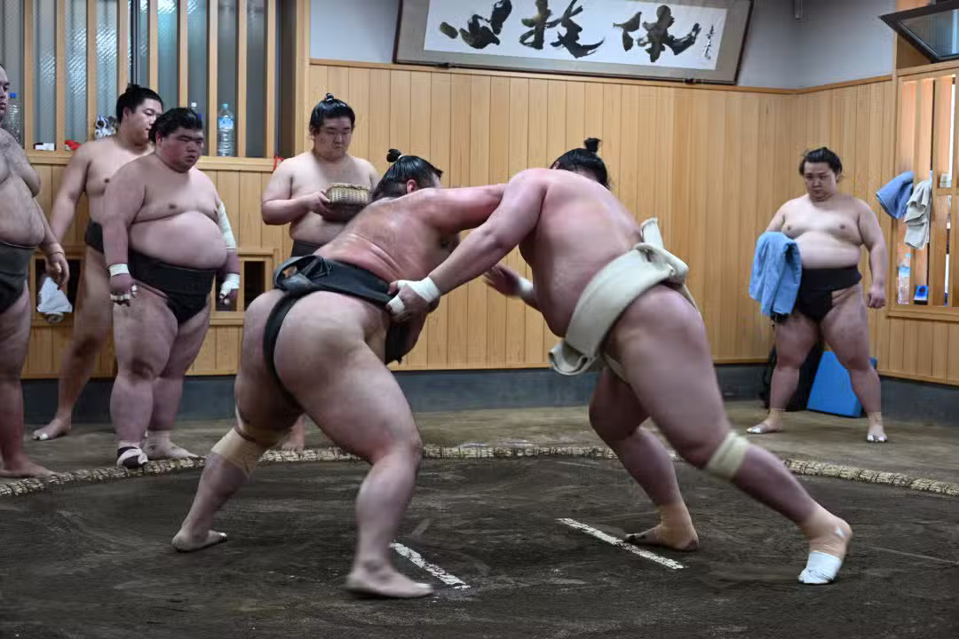 sumo
