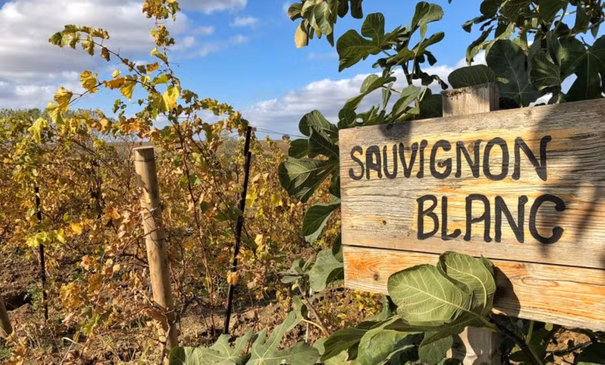 vinho Sauvignon Blanc