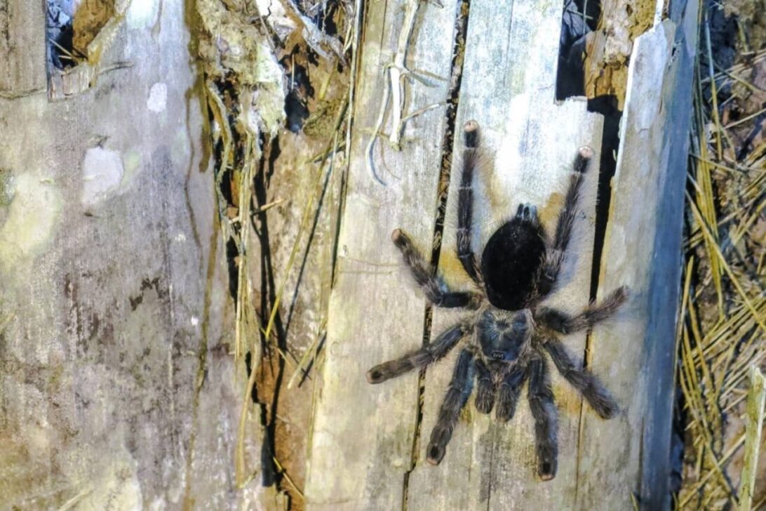 Aranha, Tarântula peluda
