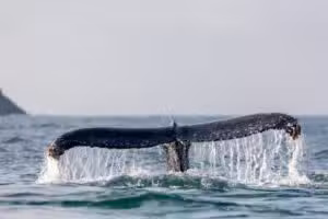 Timmy whale redning skaber kontrovers blandt biologer og donorer, efter at transporten begynder