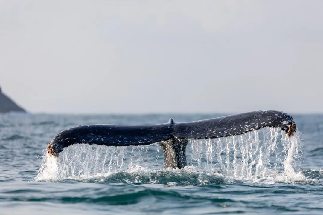 ballena jorobada