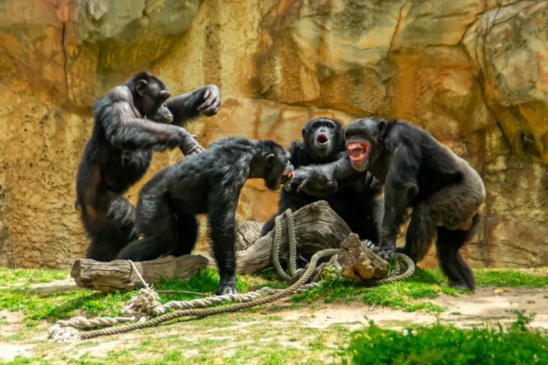 Guerra civil de chimpanzés em Ngogo resulta em 28 mortes no Parque Nacional de Kibale