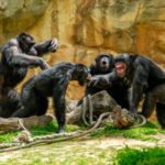 Chimpanzés