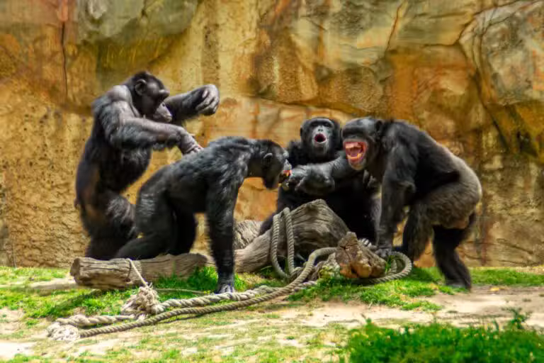 Chimpanzés