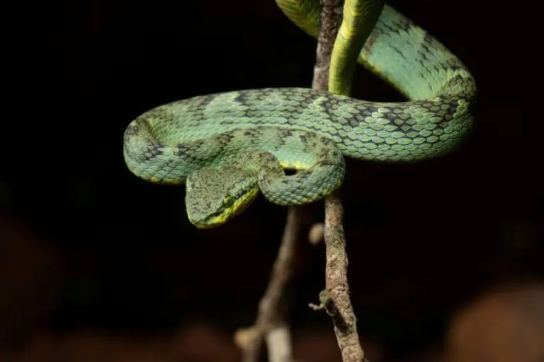 Cobra, Víbora de bambu