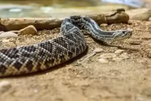 Fosilele din India dezvăluie un șarpe preistoric Vasuki indicus de până la 15 metri lungime