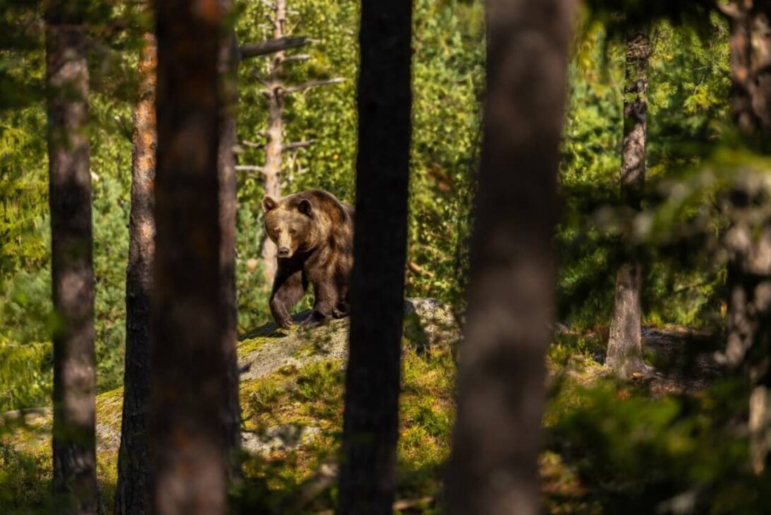Floresta, urso