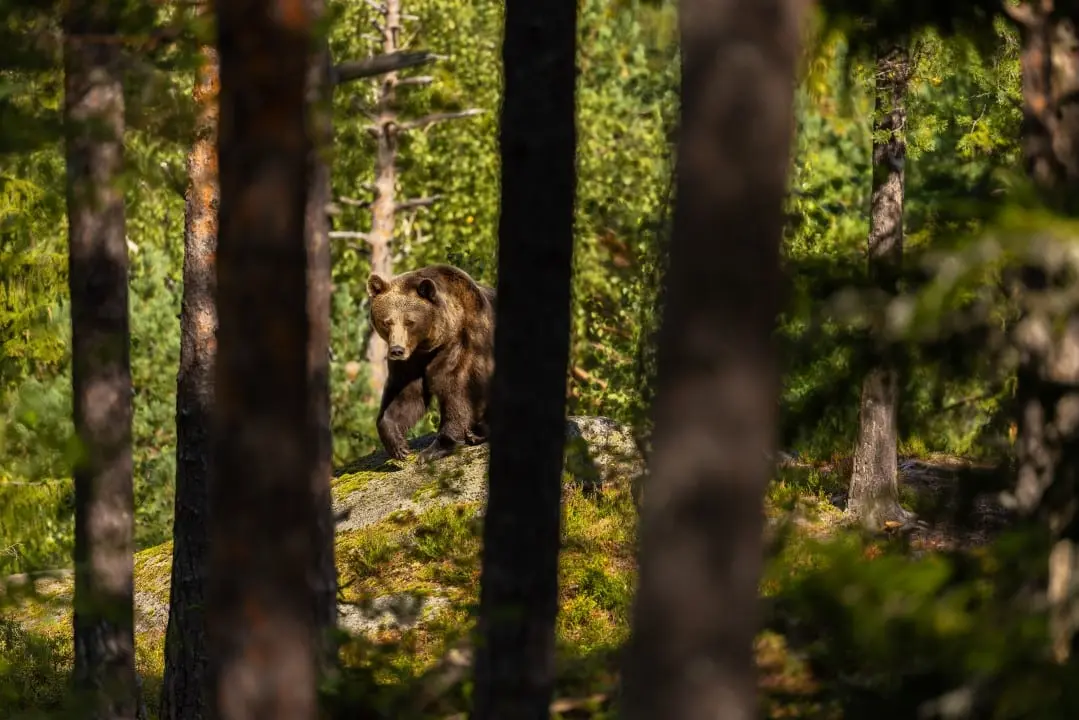 Floresta, urso