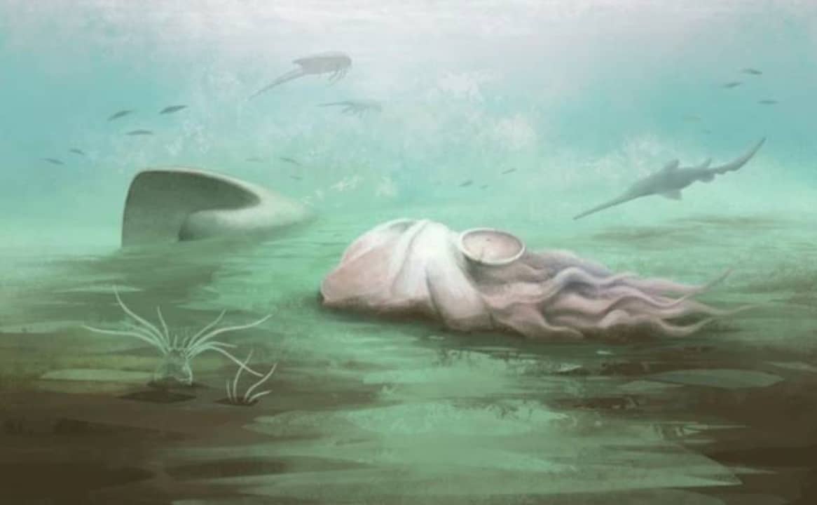Fossíl de 300 milhões de anos, antes considerado o polvo mais antigo do mundo