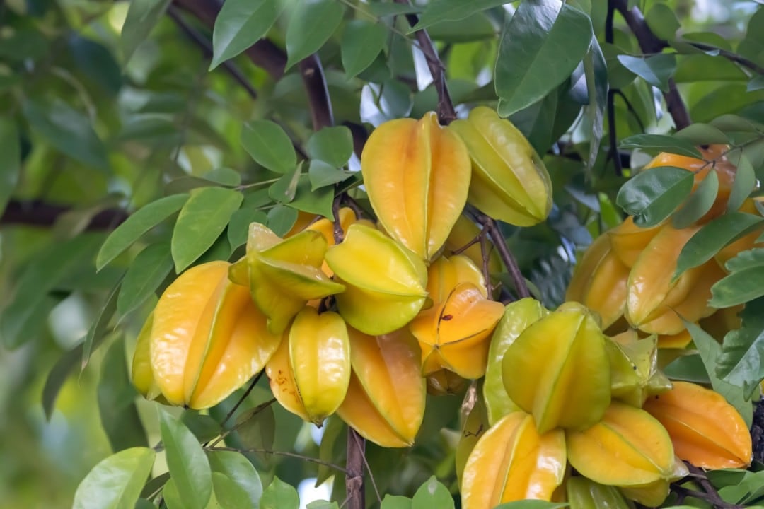 Fruta, belimbing