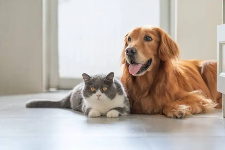 Gato e cachorro