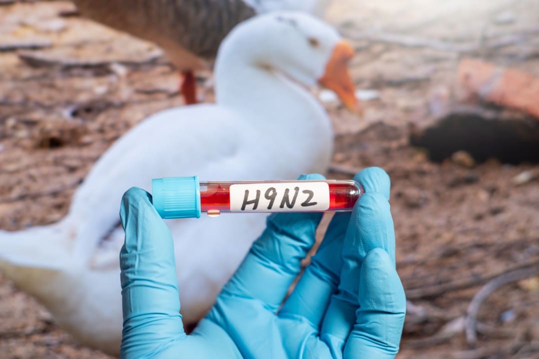 H9N2