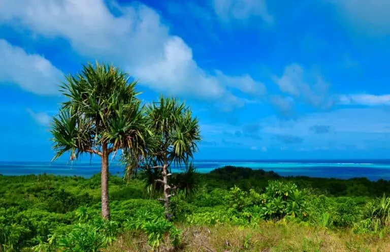 Ilha Babeldaob, Palau, plantas