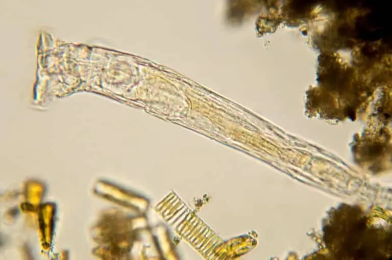 Imagem de bichinhos microscópicos Rotífero