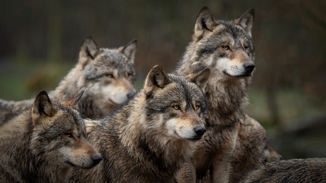 Lobos