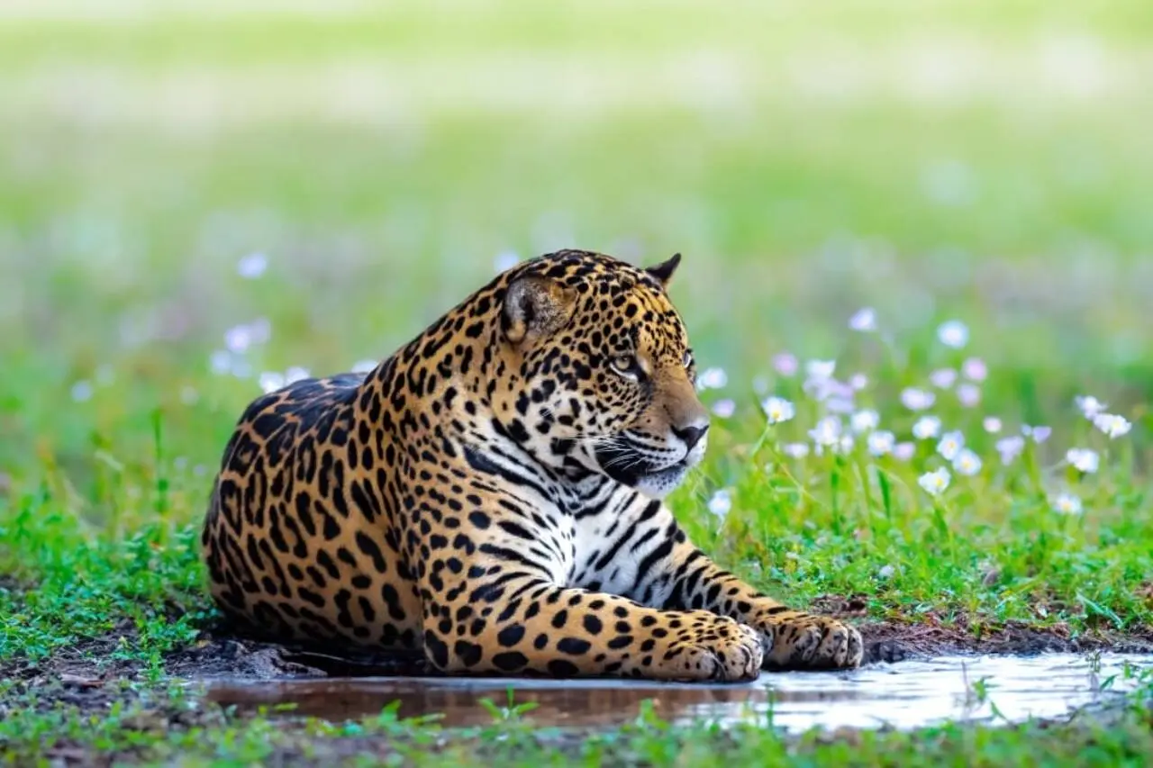 Onça pintada