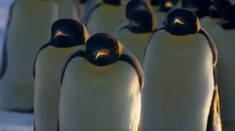 Pinguins-imperador