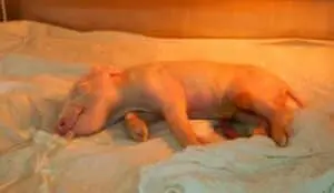 Transplantes com órgãos animais: xenotransplante apresenta avanços promissores