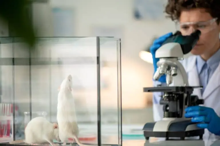 Ratos de laboratório, pesquisa, experimento