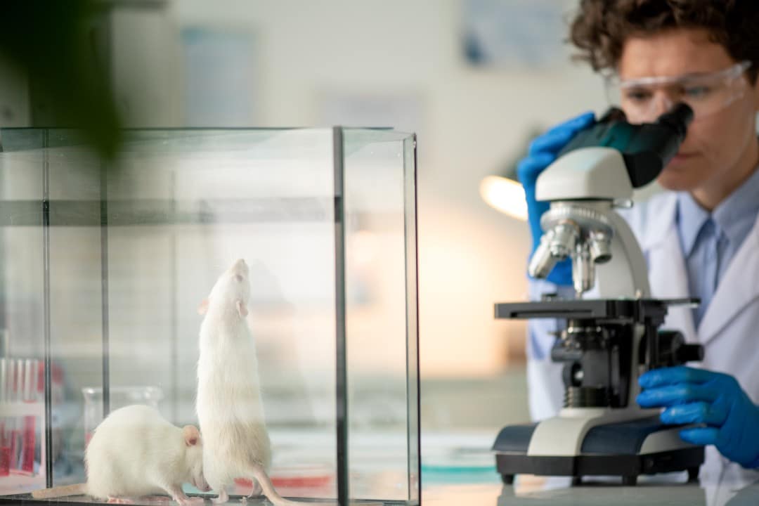 Ratos de laboratório, pesquisa, experimento