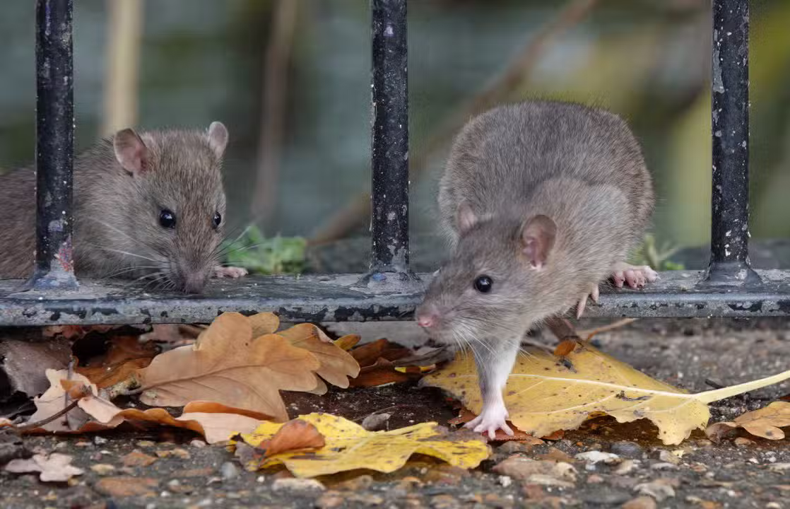 Ratos