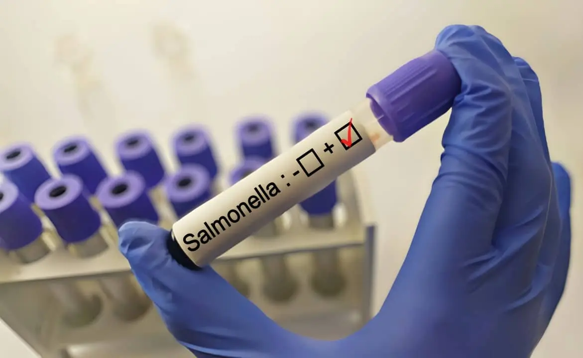 Salmonela