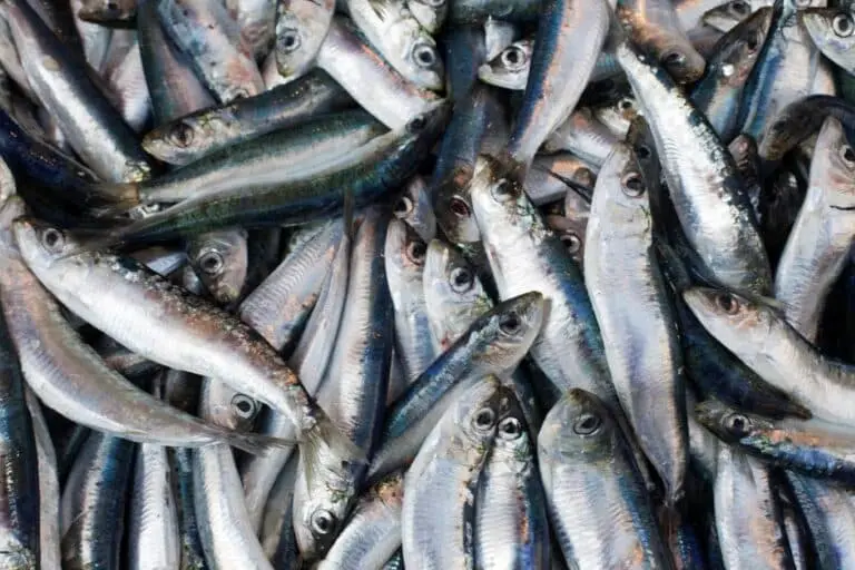 Sardinhas, peixe