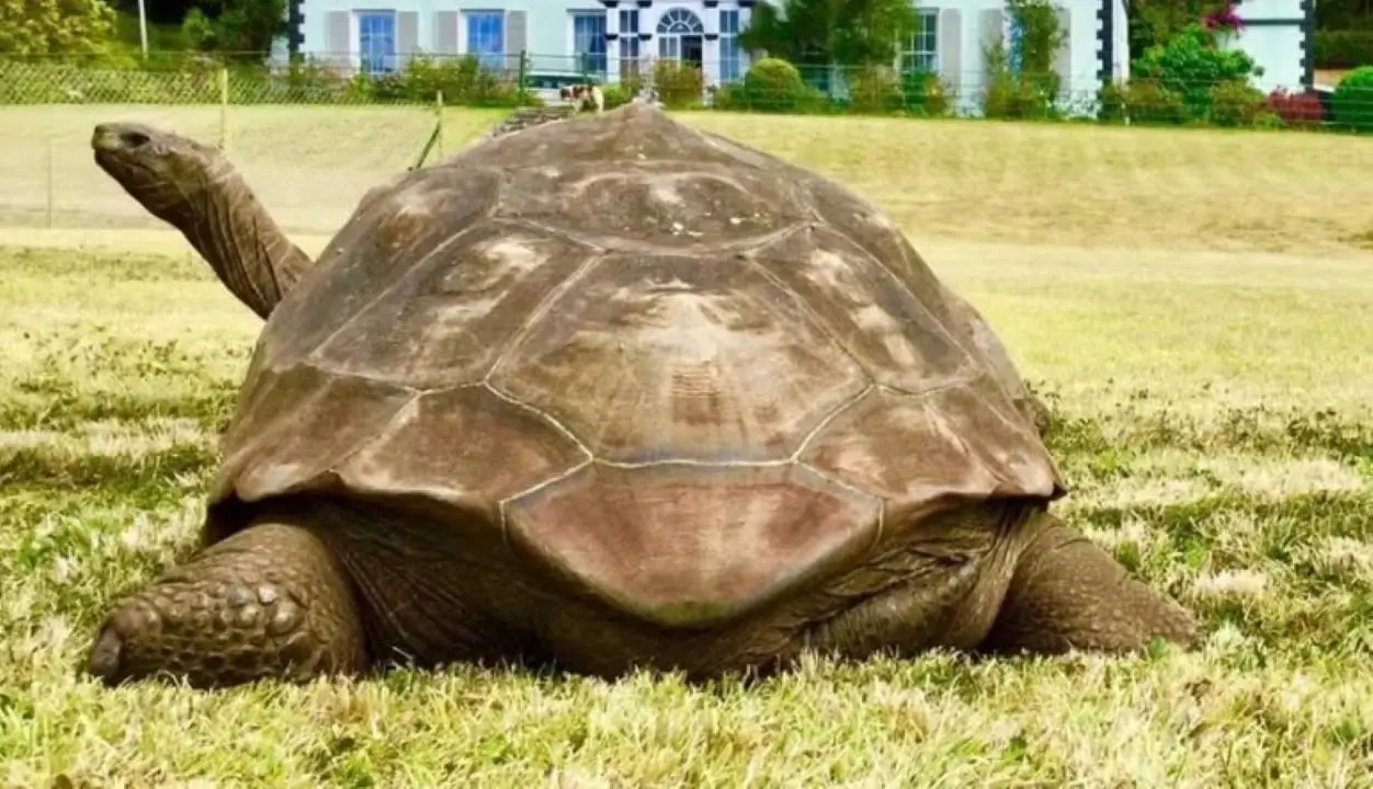 Tartaruga Jonathan