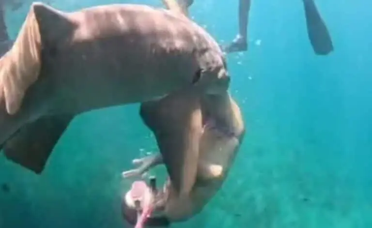 Tubarão mordeu turista em noronha