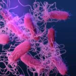 Uma ilustração médica de Salmonella