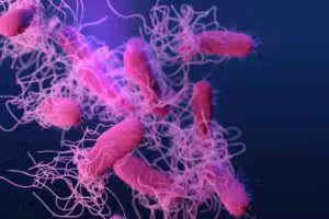 Advarsel: 34 tilfælde af resistent salmonella-infektion knyttet til baghavekyllinger og fjerkræ i USA