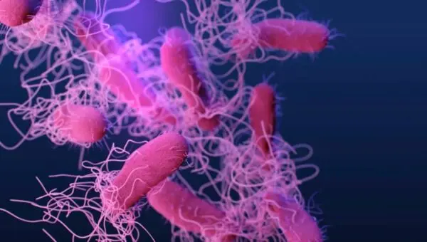 Uma ilustração médica de Salmonella