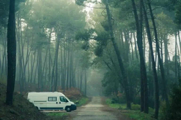 Van na Floresta, pinheiros