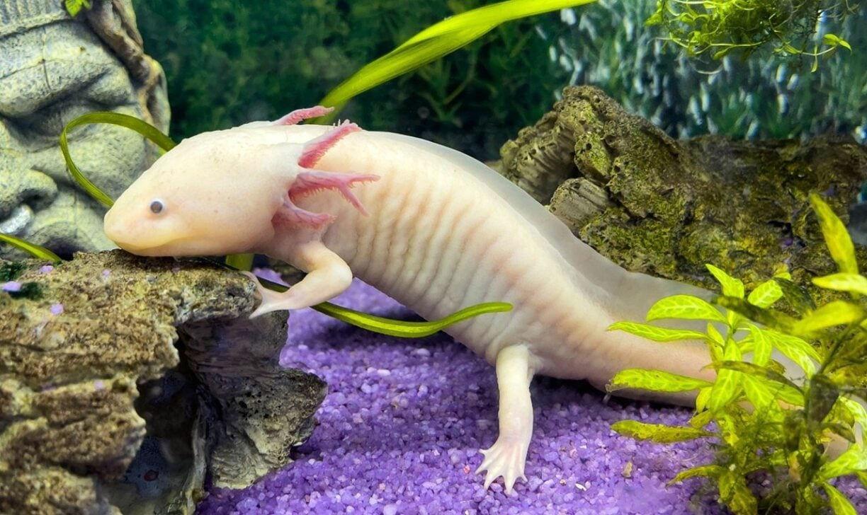 axolote