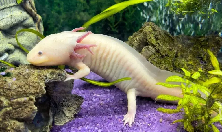axolote